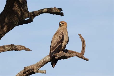 13 Wild Animals in Djibouti [Wildlife in Djibouti] - Kevmrc