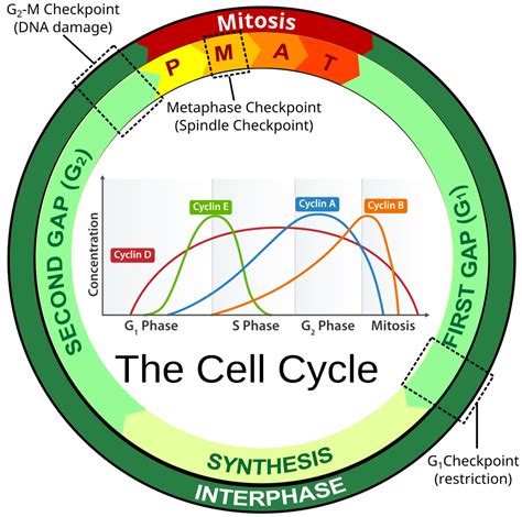 Cell Division | Biology OER