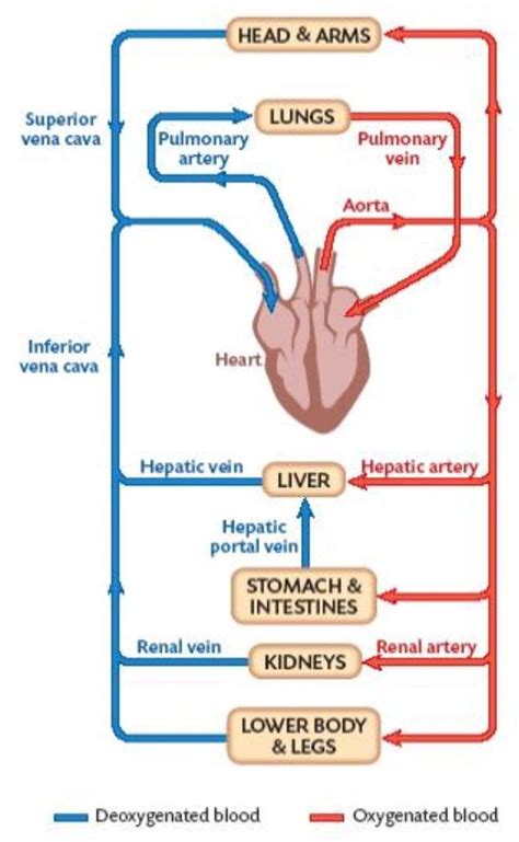 What is the difference in the amount of oxygen carried by arterial and venous blood? Can you ...