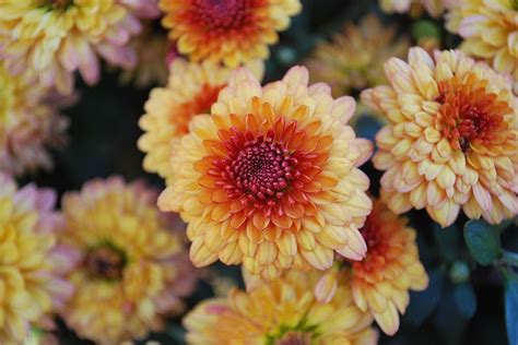 Different Types of Gorgeous Chrysanthemums | Chrysanthemum, Garden mum, Amazing flowers