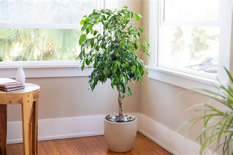 Weeping Fig (Ficus Benjamina): Plant Care & Growing Guide - TrendRadars