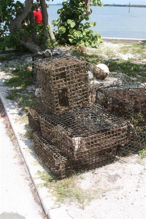 Paradise News Magazine | Derelict Crab Traps Update