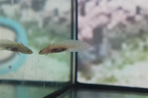 Axolotl, Albino (Various Sizes) – J P Success, Inc.