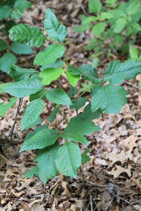 Poison Ivy, Poison Oak and Similar Plant Identification | Oklahoma State University