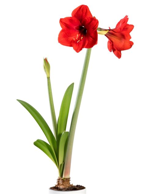 Does Amaryllis Need Fertilizer: Learn About Amaryllis Fertilizer ...