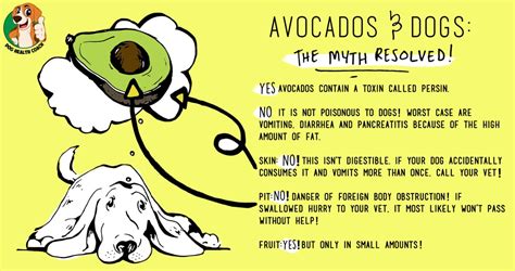 Can dogs eat Avocado or is it really a dog killer? Vet approved!