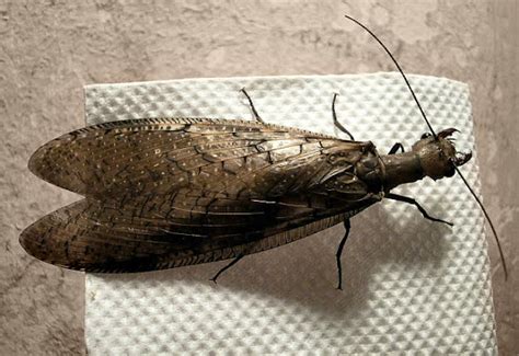 Dobsonfly | Project Noah