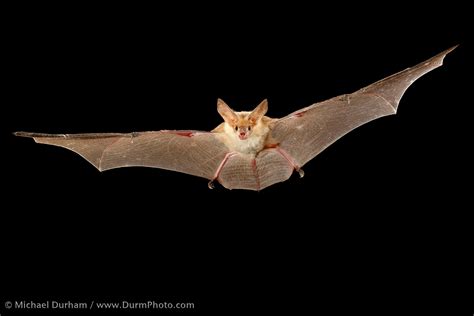 Bat-ting ONe Thousand at Moses Coulee Preserve — The Nature Conservancy in Washington