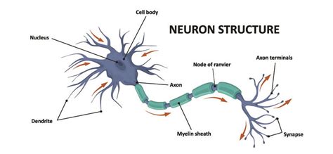 Neuromuscular Junction Motor Neuron