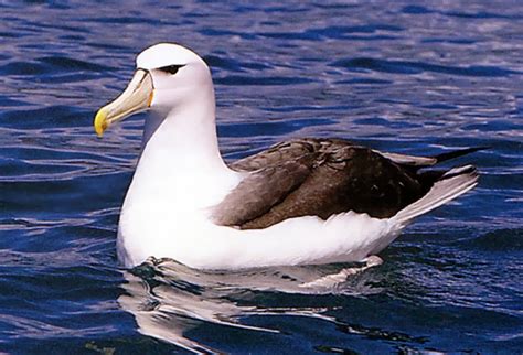 World Beautiful Birds : Albatrosses Birds | Information & Lates Pictures