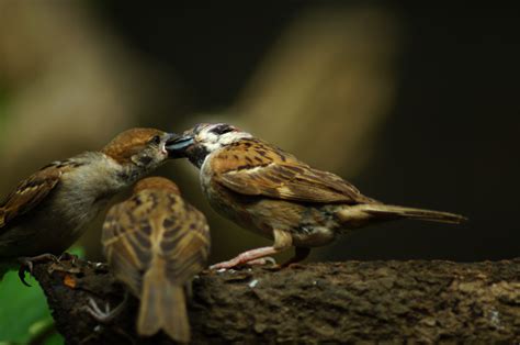 Philippine Maya Bird Or Eurasian Tree Sparrow Perching On A Tree Branch Mouth Feeding Each Other ...