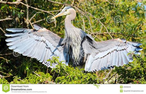 green heron | Great blue heron spreading its wings. Green Heron, Herons ...