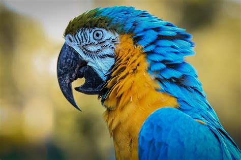 Macaw Bird Parrot - Free photo on Pixabay - Pixabay