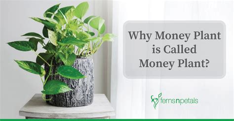 Why Money Plant is Called Money Plant? - Ferns N Petals