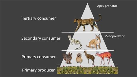 CLT Leopard Lesson - Food chains and trophic levels - YouTube