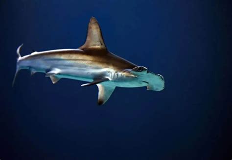 Scalloped Hammerhead: Why Is It Endangered?