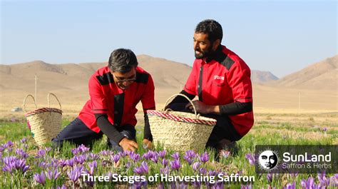 Three Stages of Saffron Harvest - The official website of Sunland