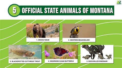 Discover the 5 Official State Animals of Montana - A-Z Animals