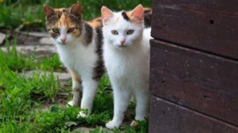 A New Book Called 'Cat Wars' Calls For Killing Free-Ranging Cats | HuffPost Impact