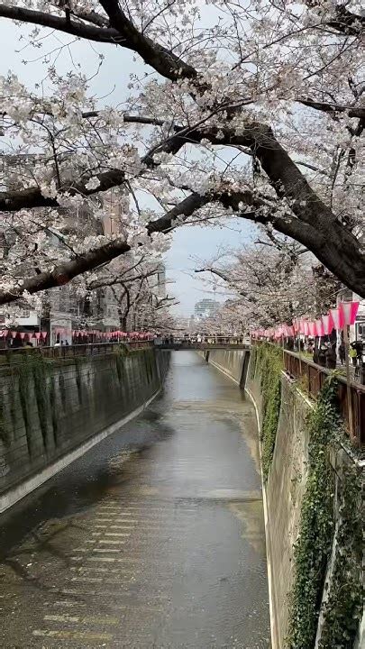 Top Sakura Spots Tokyo: Meguro River | Tokyo Japan #shorts - YouTube