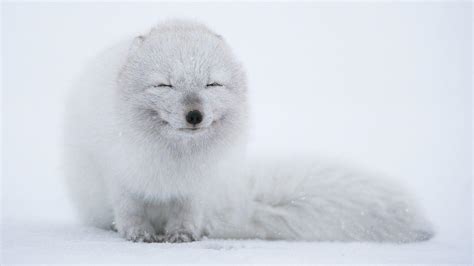 Arctic Fox 4K Wallpapers - Top Free Arctic Fox 4K Backgrounds ...