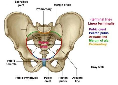 Pelvic brim-demarcation of true and false pelvis | Medical ultrasound, Medical videos, Medical ...