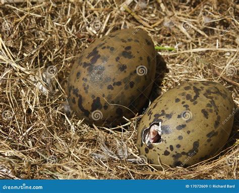 Seagull Chick Hatching Royalty Free Stock Images - Image: 17072609