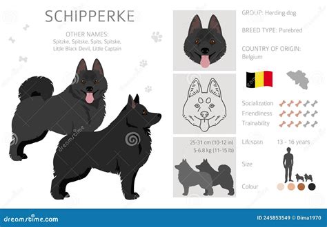 Schipperke Clipart. Different Poses, Coat Colors Set Stock Vector ...