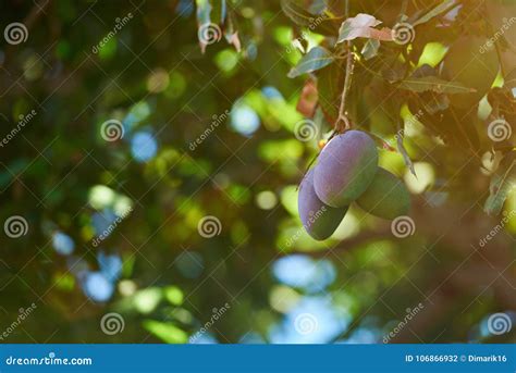 Green and Pink Mango Fruits Stock Photo - Image of mangos, background: 106866932