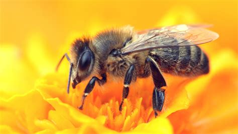 Bees and Pollination - Ypsilanti District Library