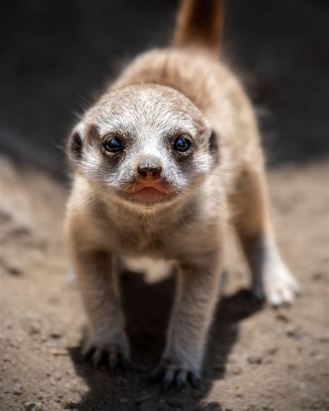 Baby Meerkats Debut at LA Zoo – NBC Los Angeles