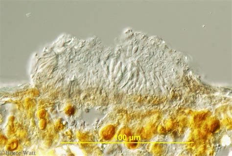 Blueberry - Colletotrichum - Cooperative Extension: Insect Pests, Ticks and Plant Diseases ...