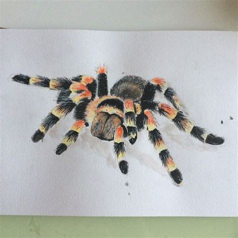 Ow! My Brains! - A Tarantula painted with Gouache on 210g A4 water ...