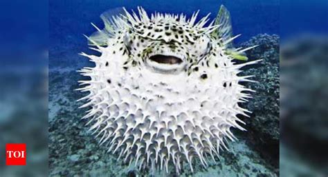 Fugu, the ‘deadly’ fish to be banned - Times of India