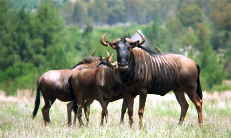 Blue Wildebeest - The Animal Facts - Appearance, Diet, Habitat, Behavior