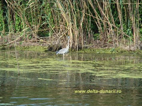 Delta Dunarii : Fauna