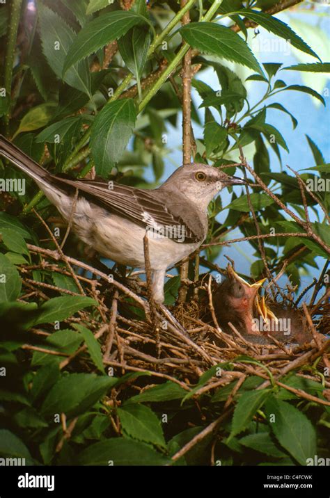 Mockingbird at nest with chicks Stock Photo - Alamy