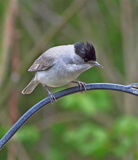 Hedgeland Tales: Mr and Mrs Blackcap