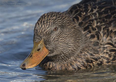 Showcasing Manky Mallard Portraits – They Are Oddly Beautiful – On The Wing Photography