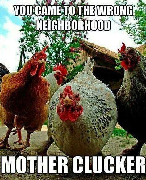 Cluckers | Chicken humor, Chickens, Funny animals