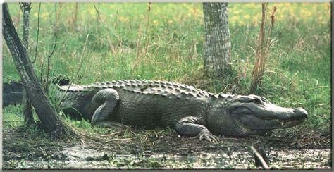 Index of /dirlist/alligator | Animals, Alligator, Animal photo