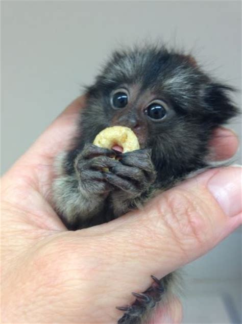 22 Finger monkey ideas | finger monkey, animals beautiful, cute baby ...