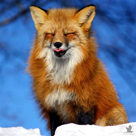 3 Foxes Decided To Live In My Backyard During Winter | Bored Panda