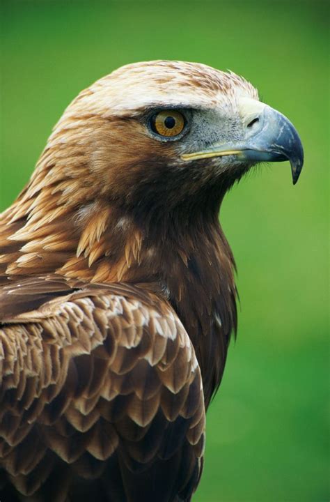 Golden eagle | Birds of prey, Nature animals, Bird photography