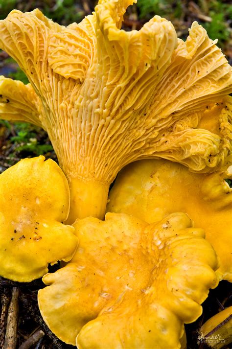 Golden Chanterelle (Cantharellus cibarius) - Oregon Photography