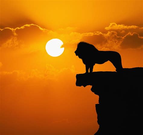 Sunset Lion Surveying Domain by John Lund | Lion silhouette, Lion ...