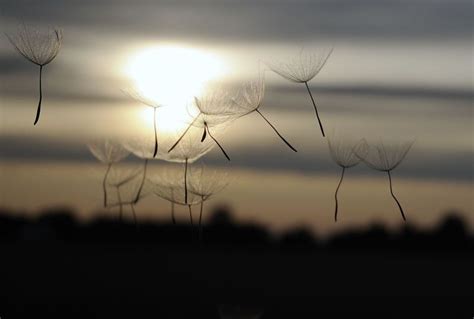 Flying seeds | Zomer