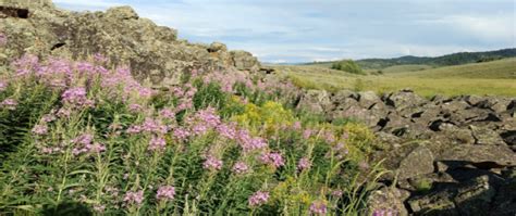 Blackfoot River Wildlife Management Area · iNaturalist Canada