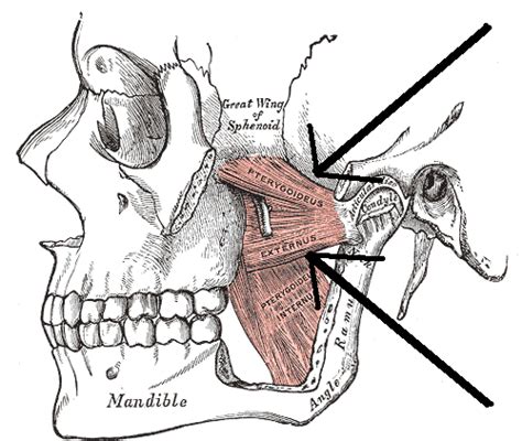 Category:Lateral pterygoid muscles - Wikimedia Commons