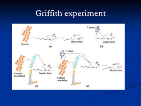 PPT - Molecular Basis of Genetics and Biotechnology PowerPoint Presentation - ID:268971